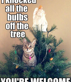 Funny Tips For Moving