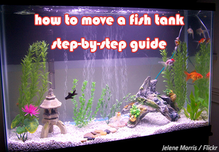 Step by Step Guide For moving Fish Tank