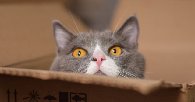 Your Guide to Small Load Moving Companies