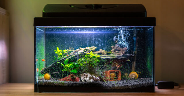 How to Safely Move a Fish Tank