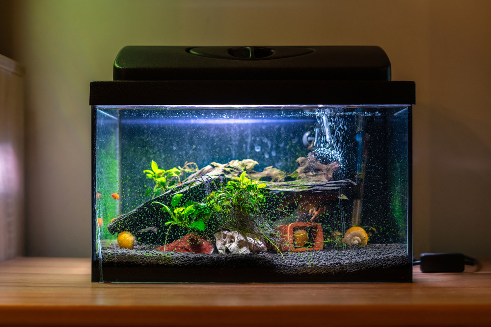 How to Safely Move a Fish Tank