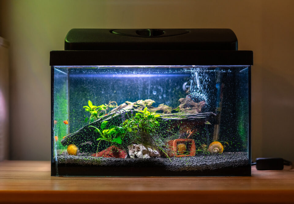 How to Safely Move a Fish Tank